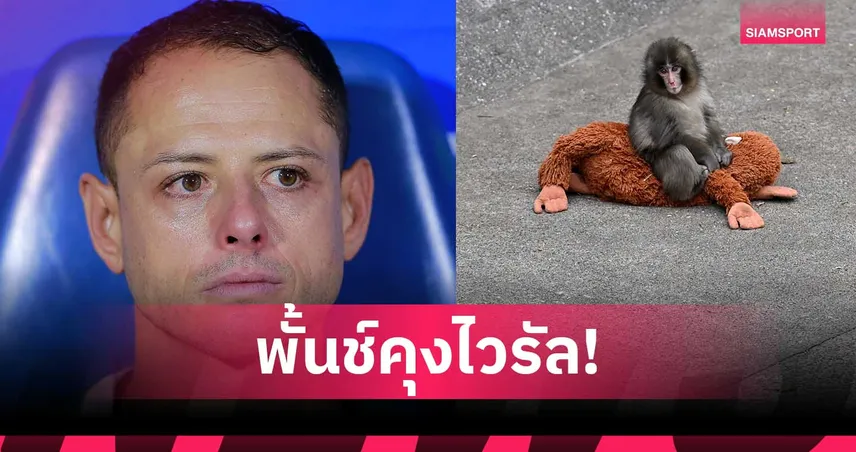 ชิชาริโต้ กลั้นน้ำตาไม่อยู่! เปิดใจหลังดูคลิป “พั้นช์คุง” ลูกลิงถูกทอดทิ้ง สะท้อนแง่คิดชีวิต 100285