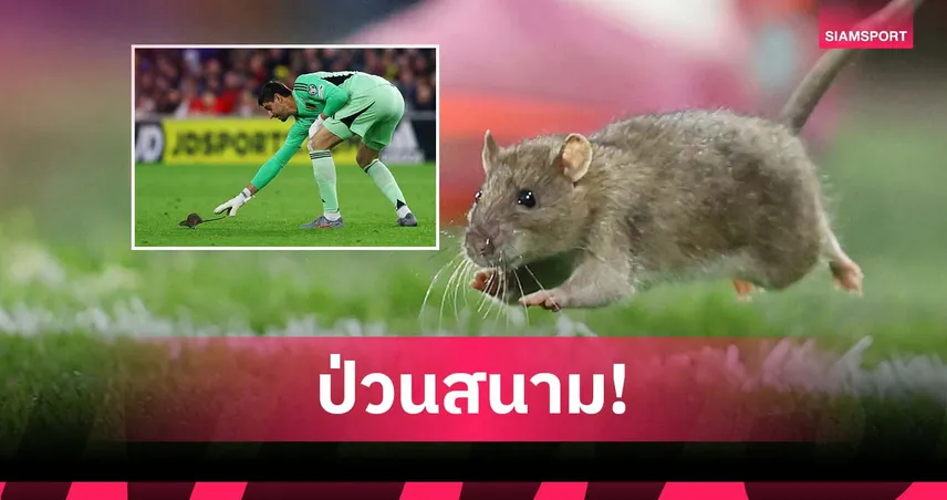ฮือฮา! หนูบุกสนามเกมคัดบอลโลก เวลส์-เบลเยียม (มีคลิป) 92176