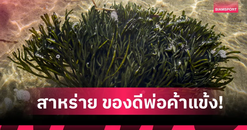 "สาหร่ายทะเล" ซูเปอร์ฟู้ดสำหรับนักเตะระดับโลก 93850